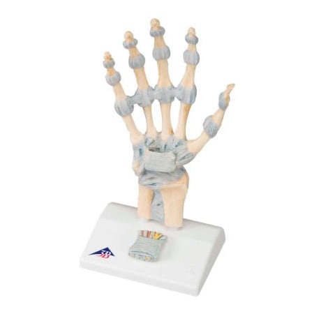 Fabrication Enterprises 3B Anatomical Model - Hand Skeleton with Ligaments 957637